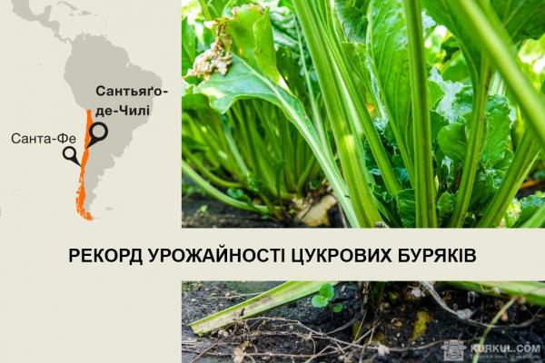 Цукрові буряки