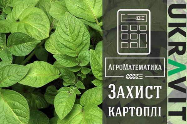 Картопля