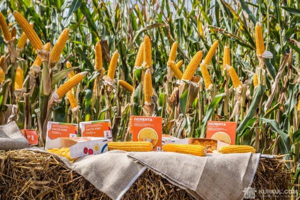 Вирощування гібридів кукурудзи KWS для виробництва крупи