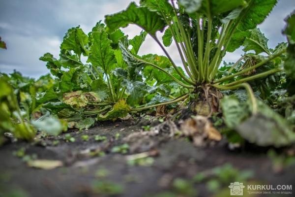 Солодка технологія: як отримати максимум від цукрових буряків?