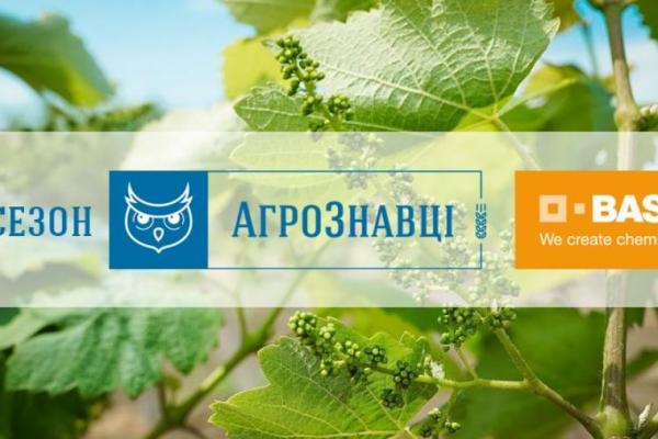 Оїдіум винограду. Актуальність проблеми. Методи та способи контролю