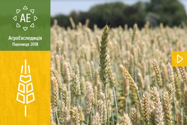 АгроЕкспедиція Пшениця 2018