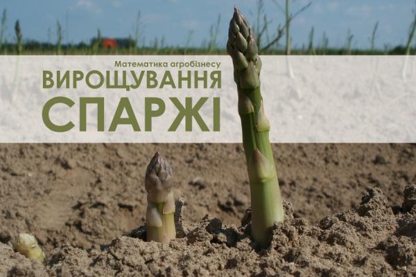 Математика агробізнесу: вирощування спаржі