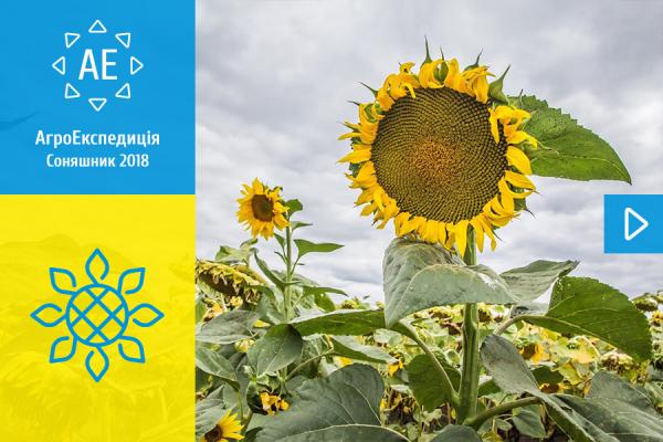 Агроекспедиція Соняшник 2018: у пошуках Сонячної квітки
