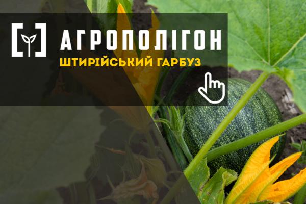 АгроПолігон Штирійський гарбуз: примхливий, але корисний