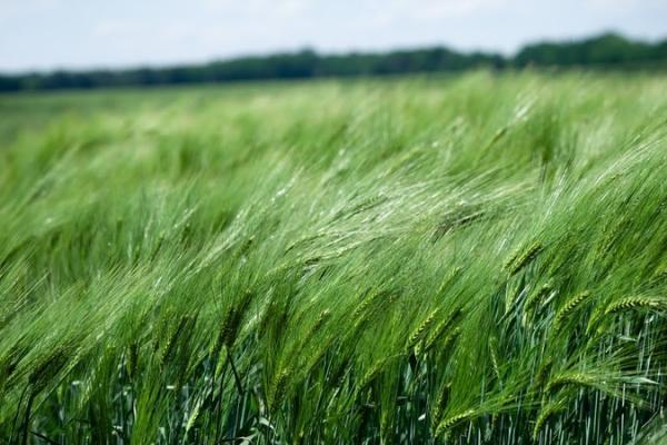 Закономірності напрямків вітрів для передбачення погоди