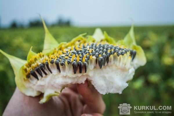 Команда АгроЕкспедиторів проінспектувала посіви соняшника на Чернігівщині
