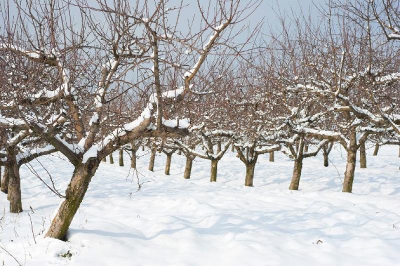 Зима – найкращий час приводити до ладу плодові дерева