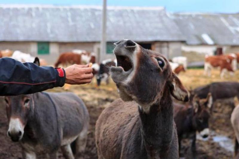 На фермі розводять кіз, овець елітних порід, а чотири роки тому привезли із Туреччини ще й віслюків
