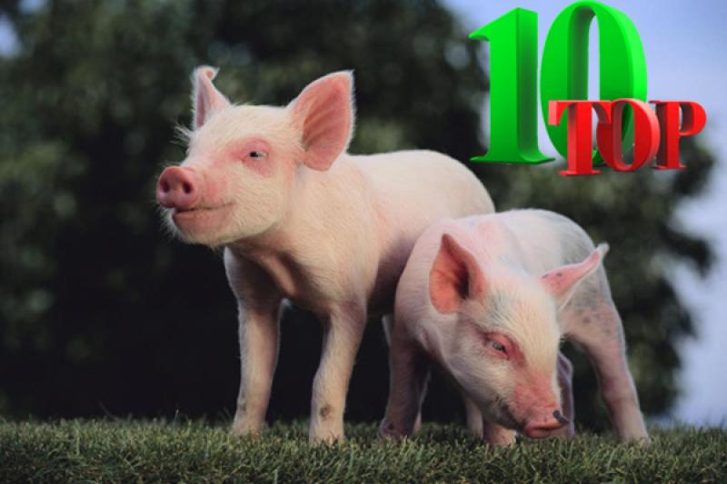 ТОП 10 областей України по поголів’ю свиней