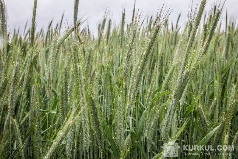 Жито на полях Київської області