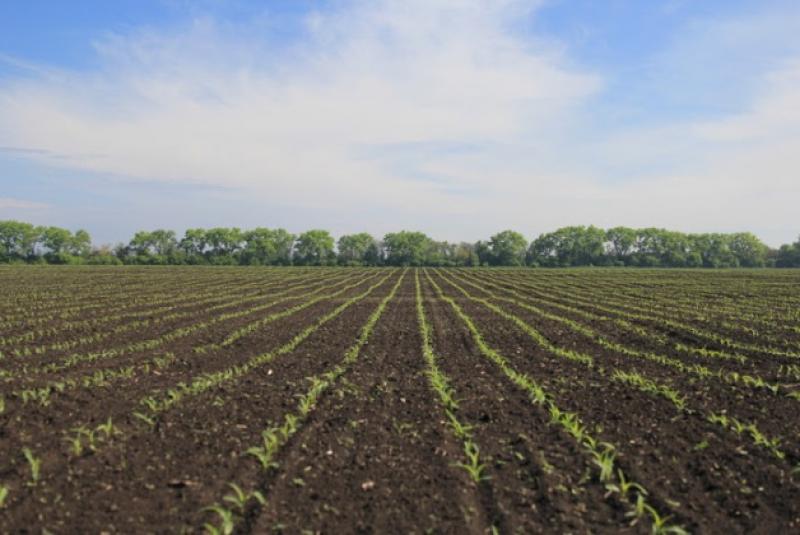 Холодостійкість нових гібридів кукурудзи та рекомендації щодо строків сівби