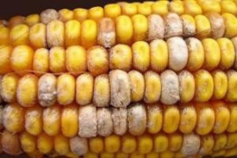 Уражена мікотоксинами кукурудза