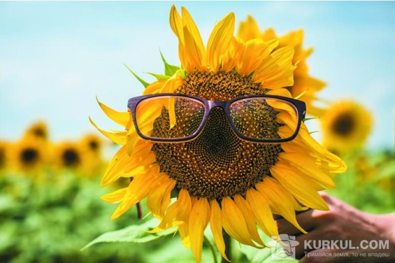 Соняшник в окулярах
kurkul.com