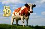 ТОП 10 областей України за поголів’ям корів