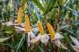 АгроЕкспедитори проінспектували кукурузні поля Сумщини