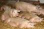 Чи може держава контролювати поширення африканської чуми свиней?