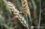 АгроЕкспедитори перевірили стан пшениці на Київщині
