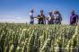 АгроЕкспедитори в полі пшениці 