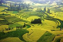 Вражаючі фото ріпаку в горах Китаю