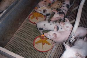 Виробництво свинини на піддприємстві «Деміс-Агро»