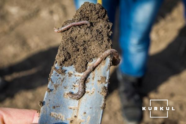 На полях «Ситковецького» водяться черв’яки, що не побачиш на жодному сільгосппідприємтві в окрузі