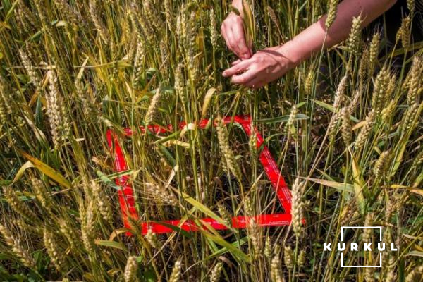Перспективи господарства такі: 10,3 т/га пшениці
