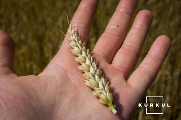 Пшениця посіяна на площі 3,8 тис. га