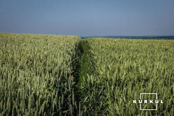 На полях господарства рясно колоситься пшениця