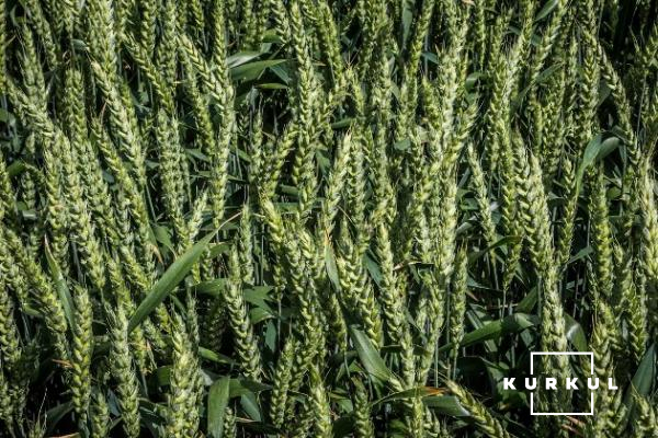 Пшениця в господарстві посіяна на площі 350 га