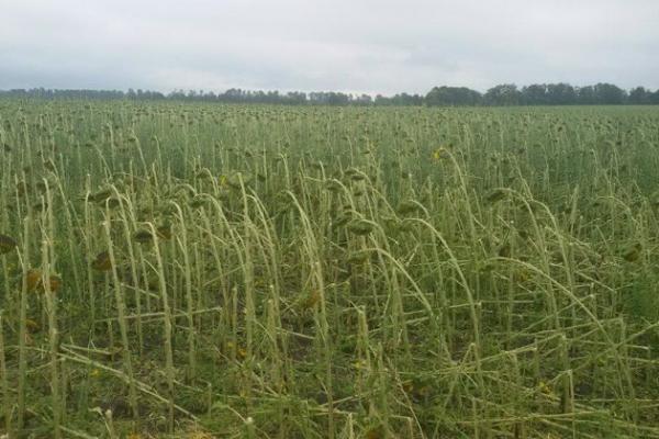 Стихія на Західній Україні знищила врожай