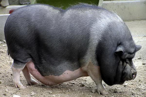 В'єтнамська травоїдна вислобрюха свиня