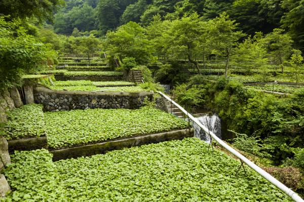 Traditional Wasabi Cultivation in Shizuoka, Japan