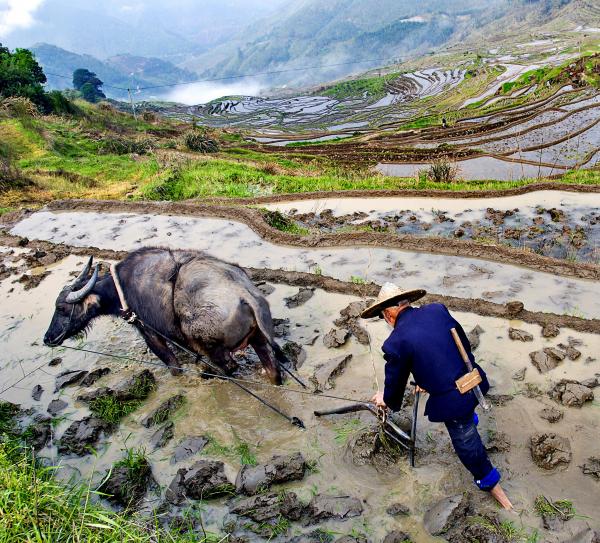 Rice Terraces System in Southern Mountainous and Hilly Areas, Youxi Lianhe Terraces, China