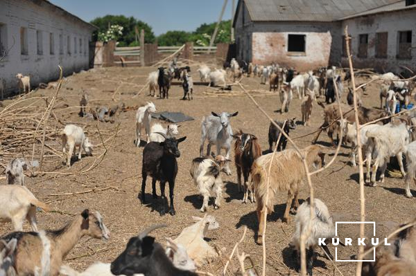 Українські "дворові" кози можуть давати 4-6 л молока на день