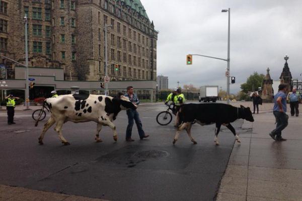 Фермери вивели худобу для протесту