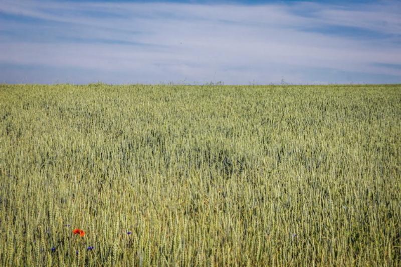 АгроЕкспедиція Пшениця. Господарвство «Західний Буг»