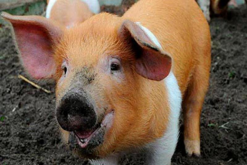 Світові породи свиней