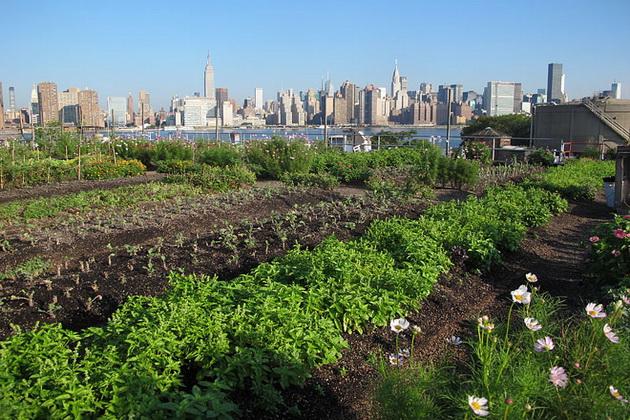 Майбутнє сільського господарства: ферми на даху