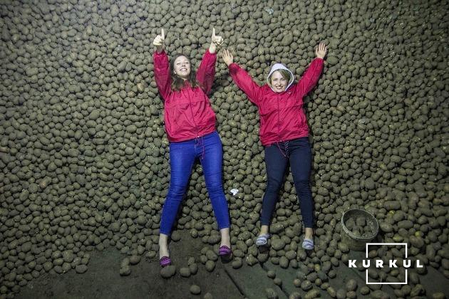 Минулого року господарство викинуло 500 т картоплі через несприятливі ціни на неї