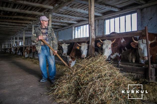 На молочній фермі «Нашої мрії» 500 голів корів української червоно-рябої породи на прив'язному утриманні