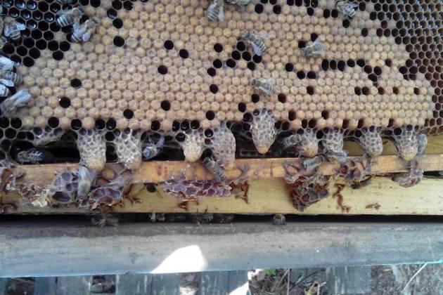 Кочівля пасік ― перевезення вуликів із бджолами до медоносів