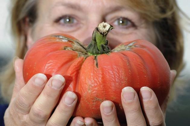 Насіння для вирощування цього помідора (450 г) Антоніо Мартоне прислала його сім’я з Неаполя