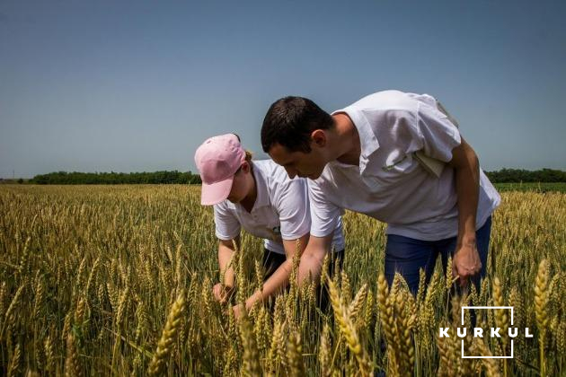 Агроекспедитори прогнозують біологічну врожайність пшениці на полях ТОВ «Агрофірми Корнацьких»