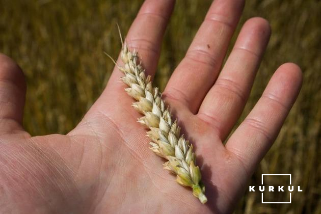 Пшениця посіяна на площі 3,8 тис. га