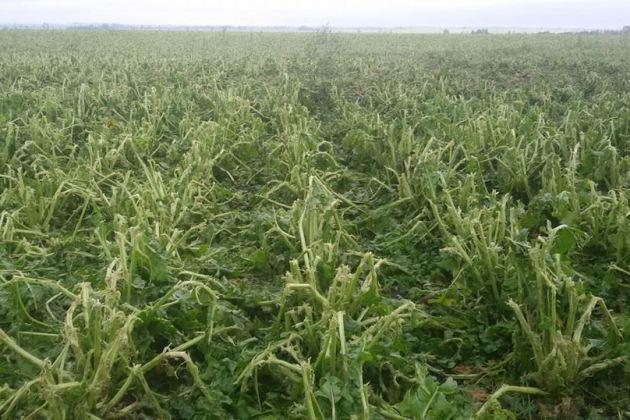 Стихія на Західній Україні знищила врожай