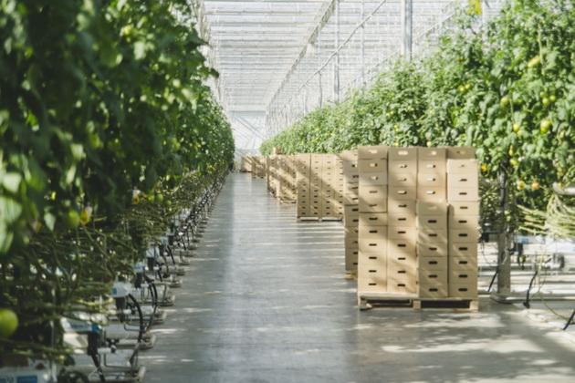 Вирощування томатів на підприємстві Комбінат Тепличний