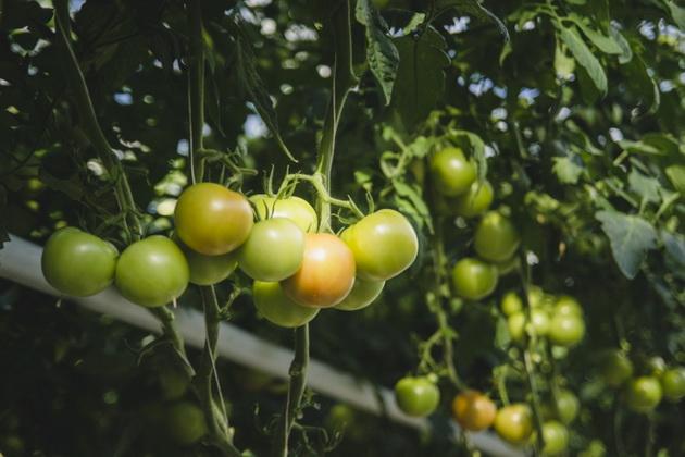 Вирощування томатів на підприємстві Комбінат Тепличний