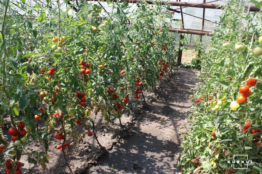 Свято помідора в Інституті овочівництва і баштанництва НААН