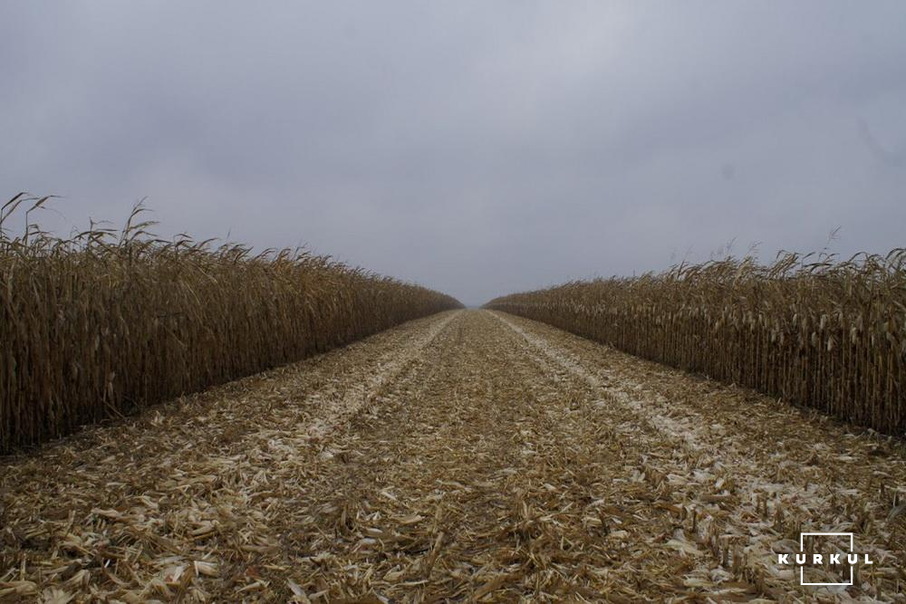 Дорога по полю кукурудзи